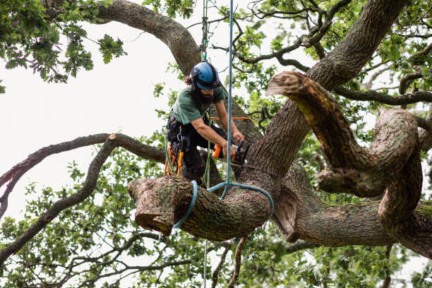 Best Tree Cabling and Bracing  in Stock Island, FL